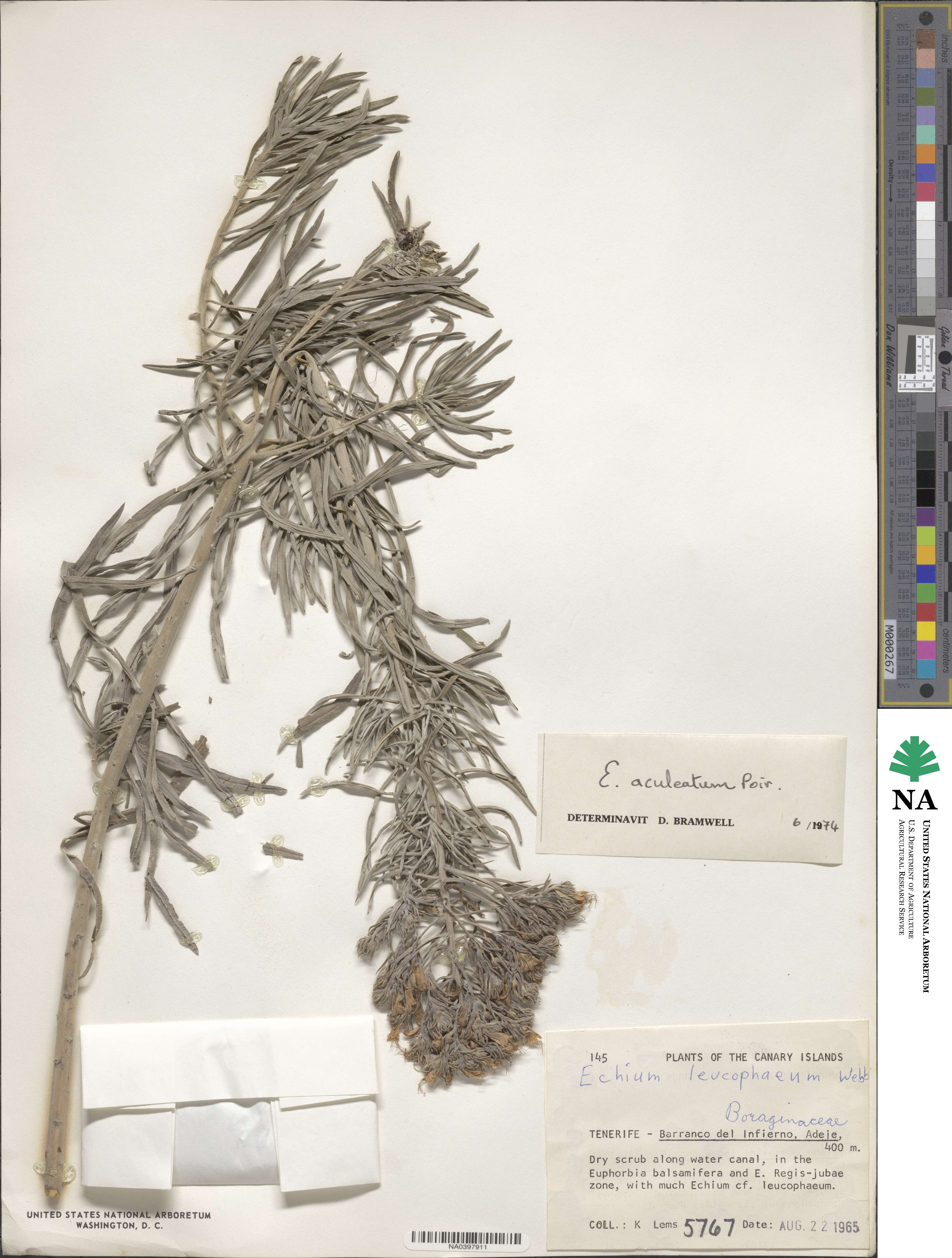 Echium aculeatum image
