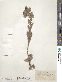 Echium plantagineum image