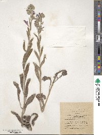 Image of Echium judaeum