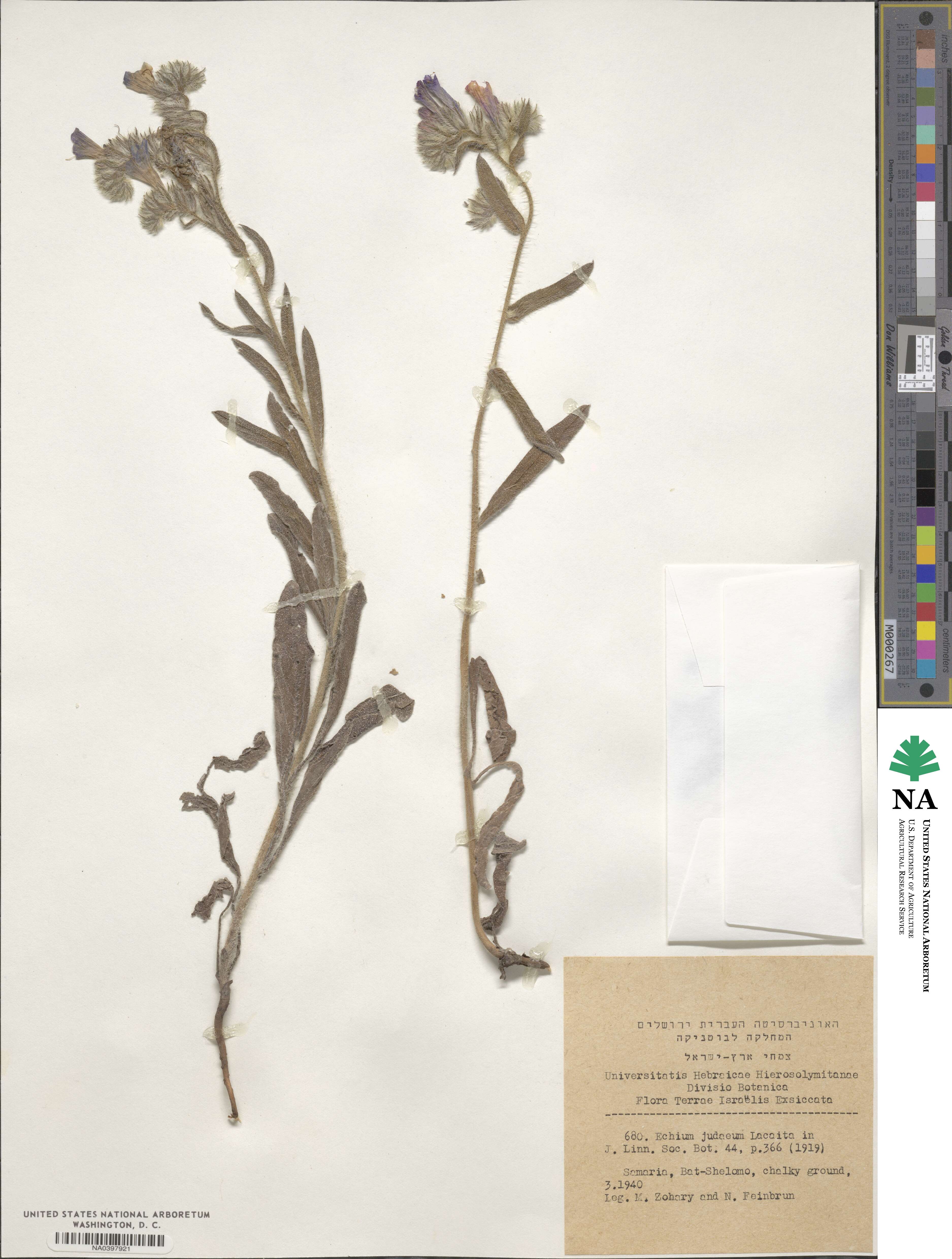 Echium judaeum image