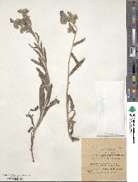 Echium judaeum image