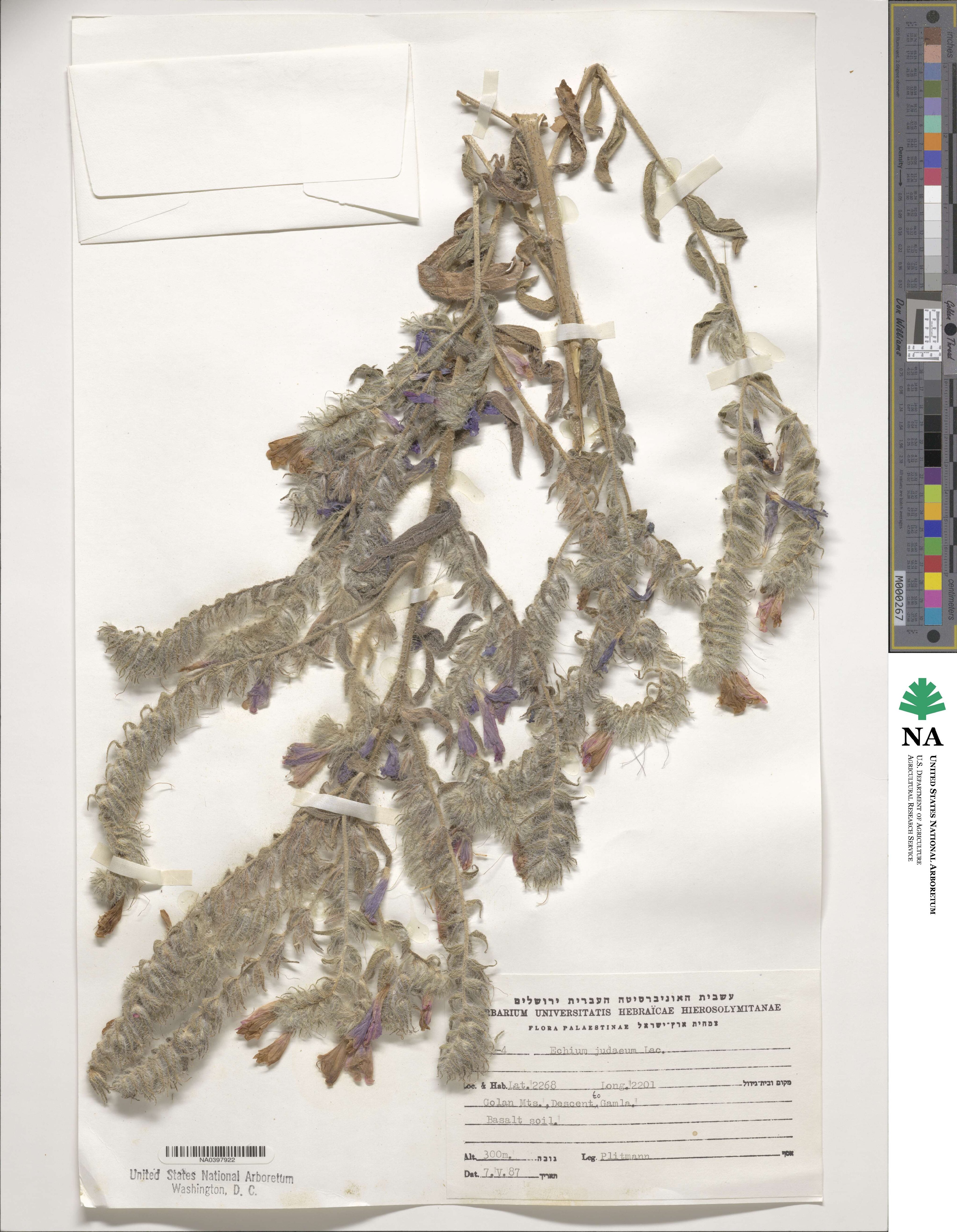Echium judaeum image