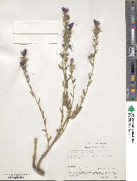 Echium plantagineum image