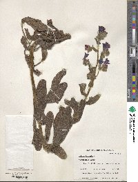 Echium plantagineum image