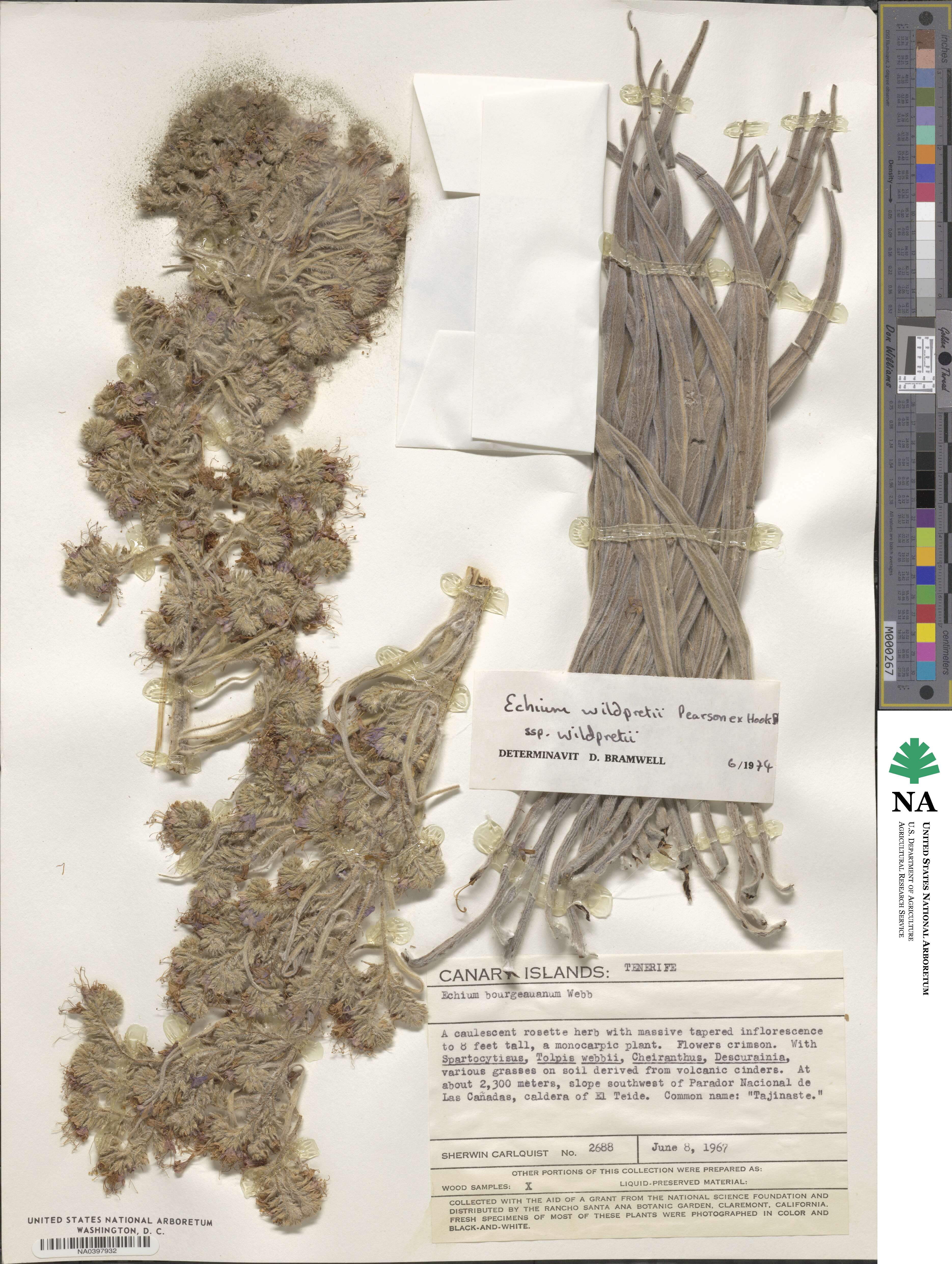 Echium image