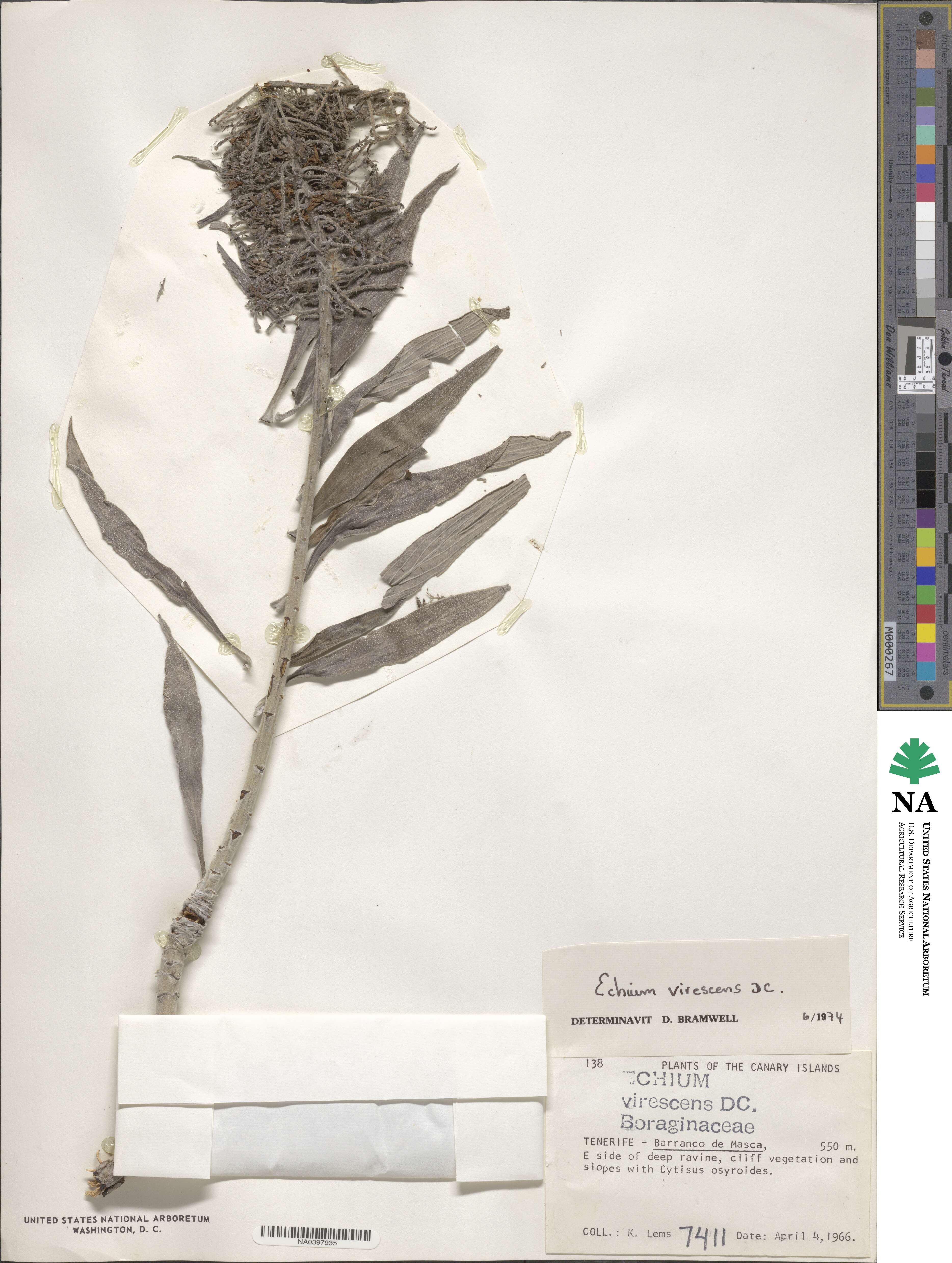 Echium virescens image