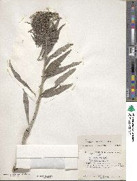 Echium virescens image