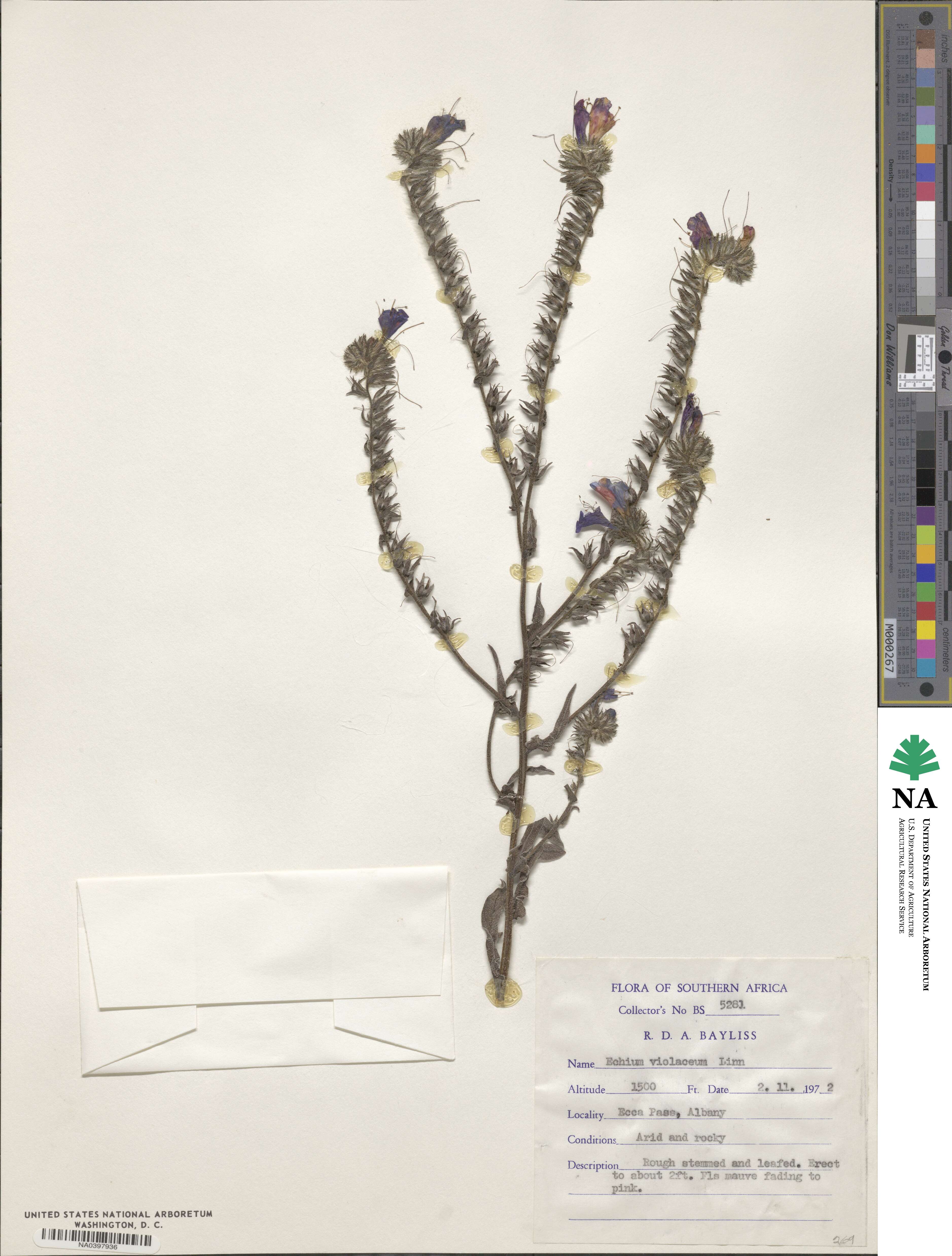 Echium violaceum image