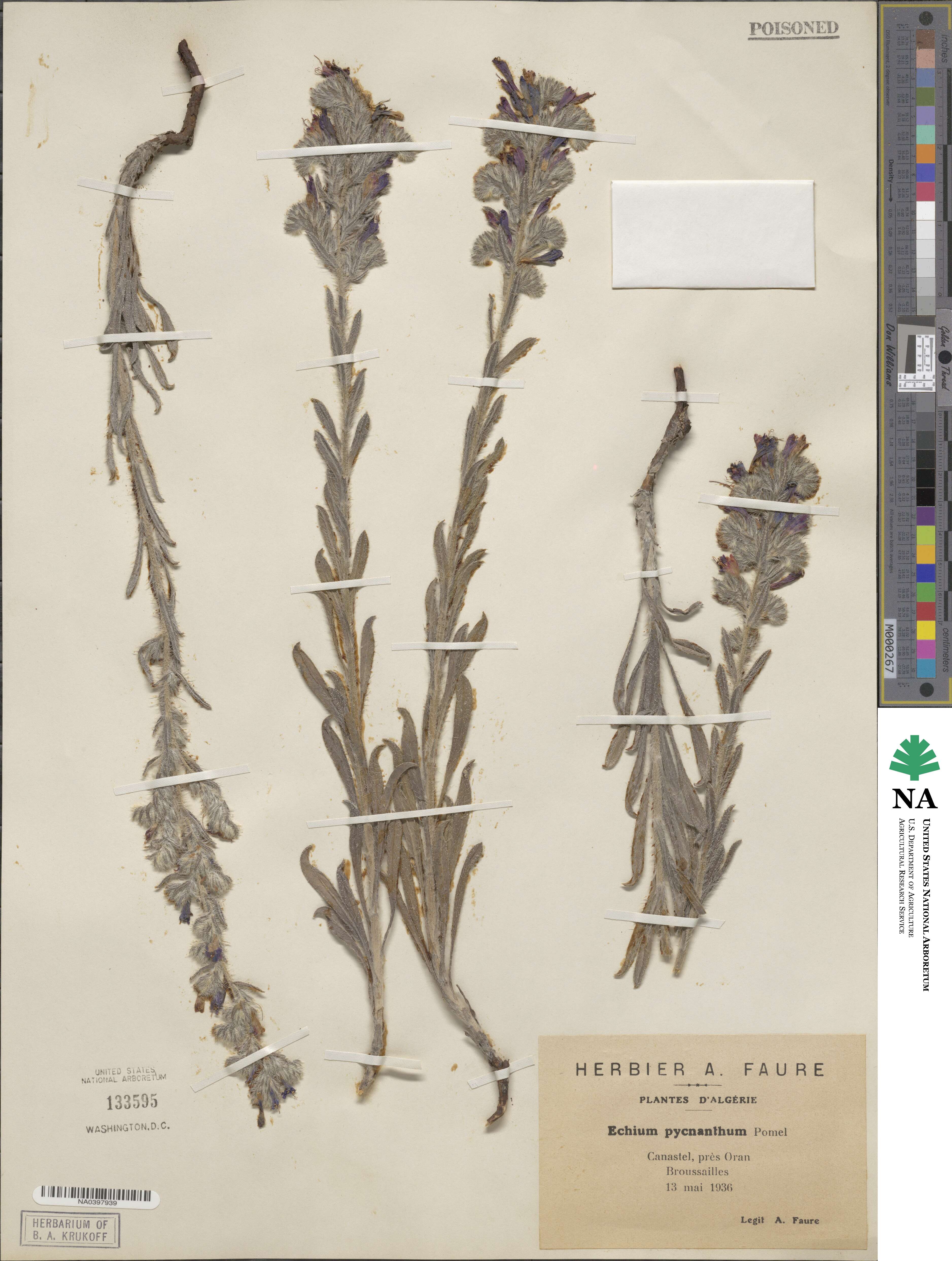 Echium humile subsp. pycnanthum image