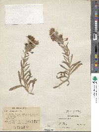 Echium humile subsp. pycnanthum image