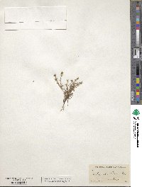 Image of Harpagonella palmeri