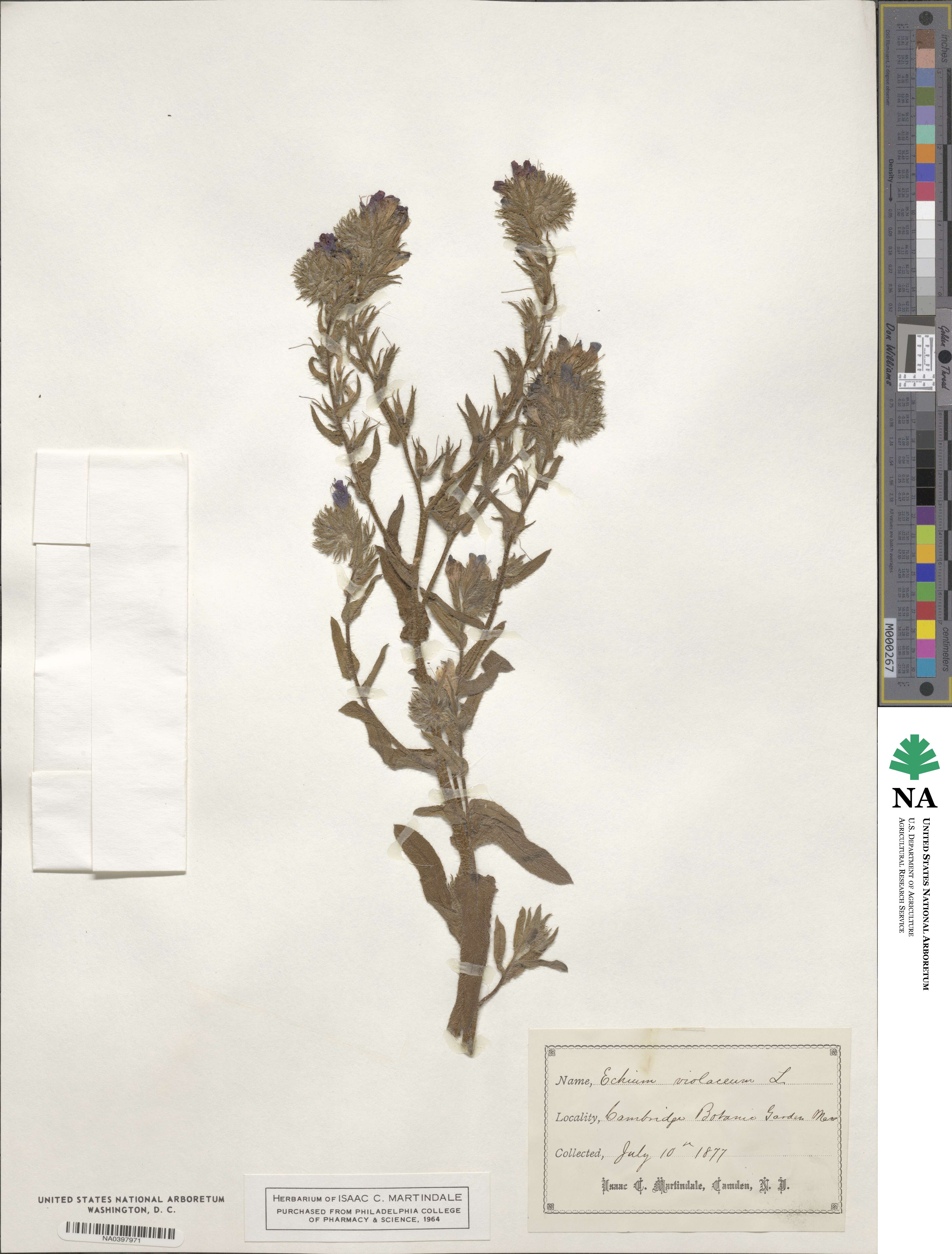 Echium violaceum image