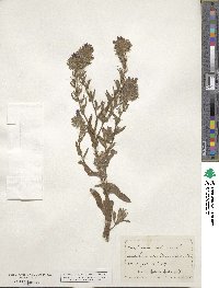 Echium violaceum image