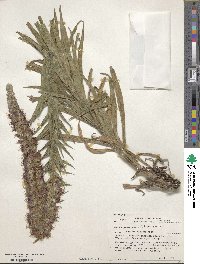 Echium rubrum image