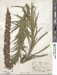 Echium rubrum image