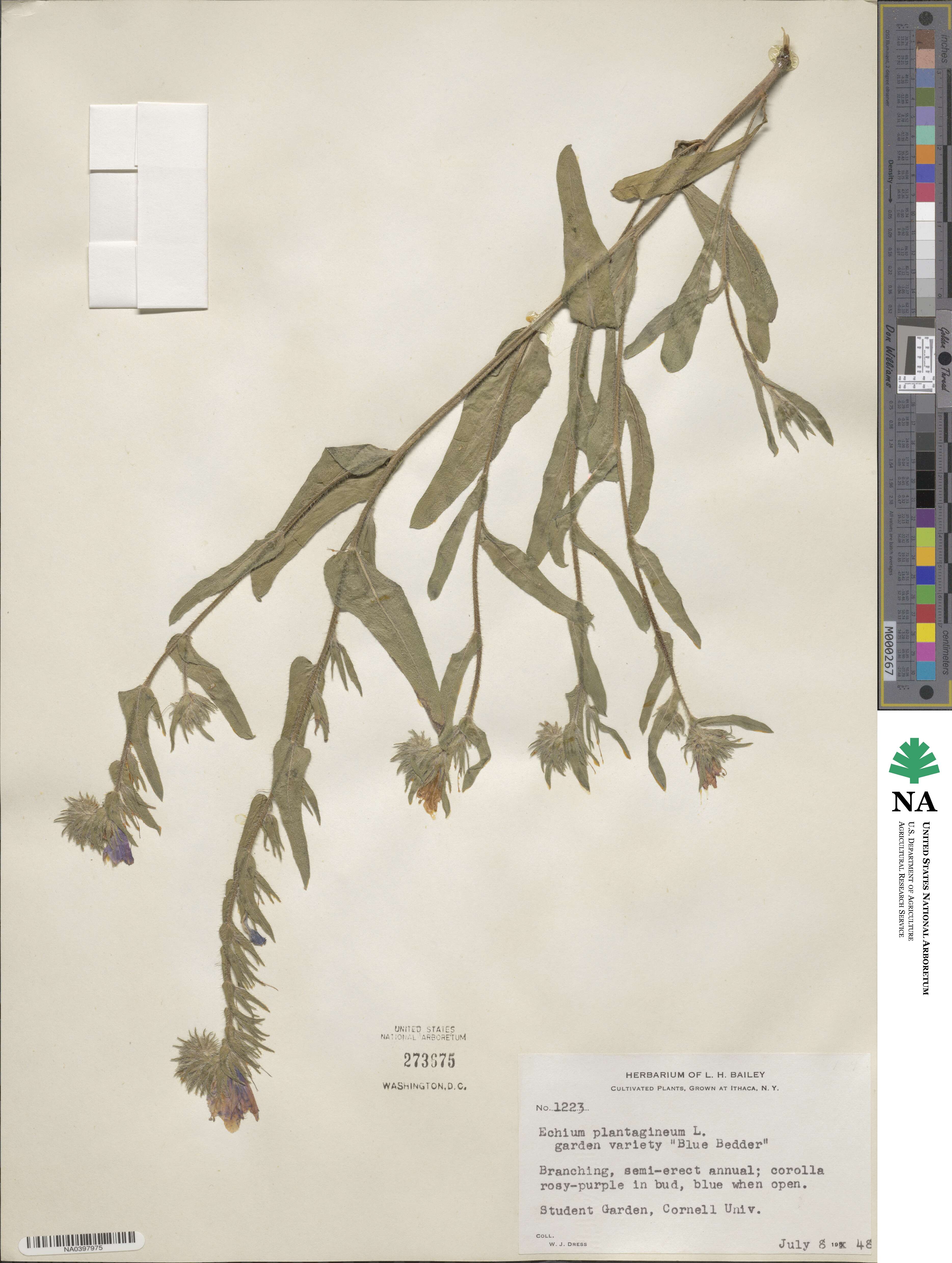 Echium plantagineum image