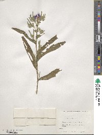 Echium plantagineum image