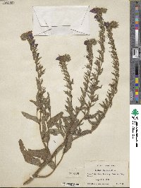 Echium plantagineum image