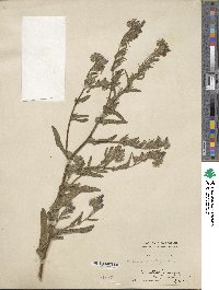 Echium plantagineum image