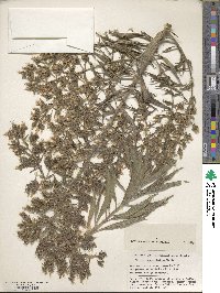 Echium onosmifolium image