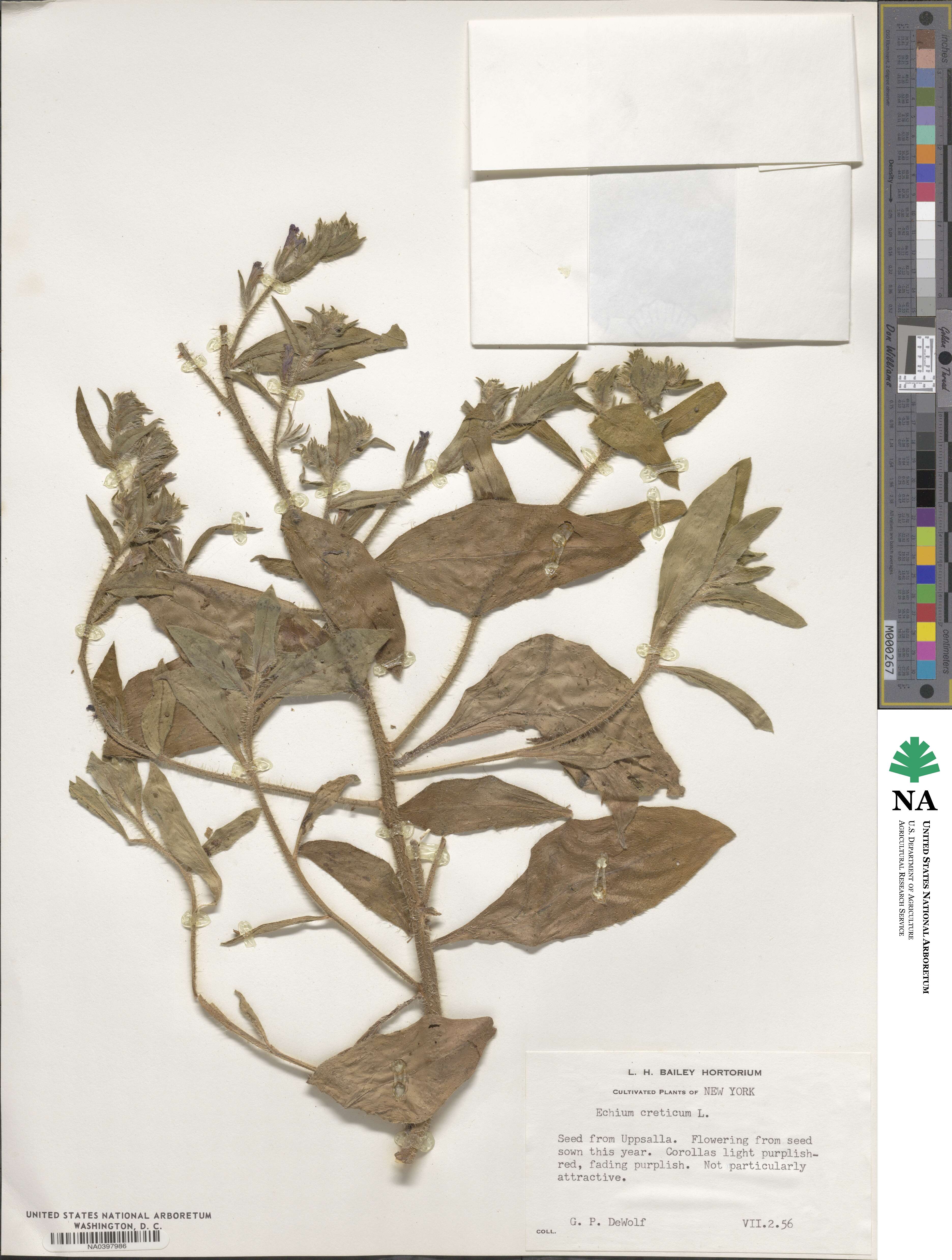 Echium creticum image