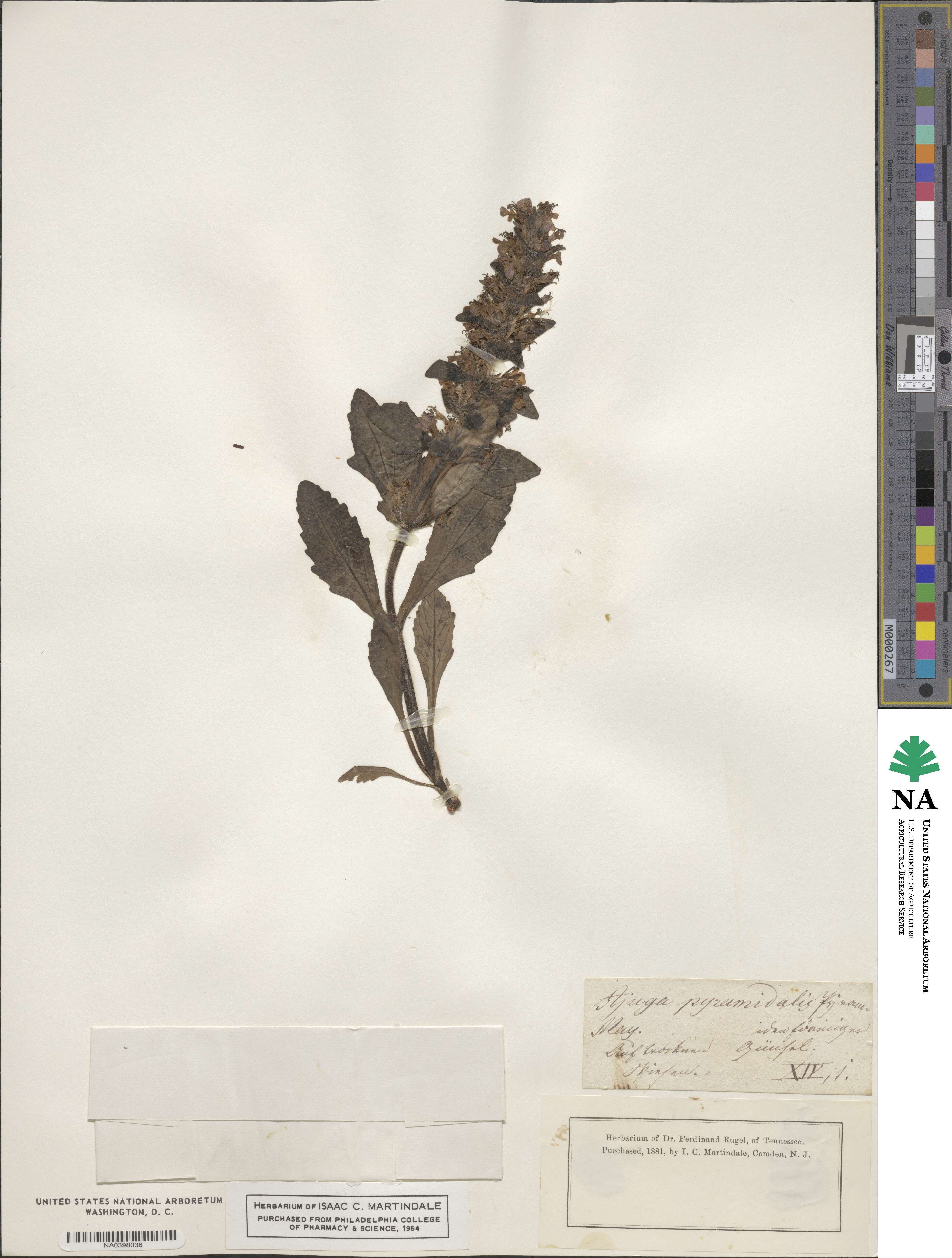 Ajuga pyramidalis image