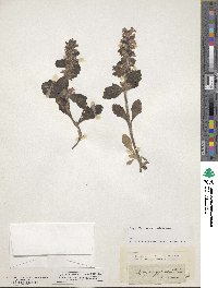 Ajuga pyramidalis image