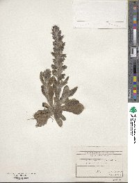 Image of Ajuga orientalis