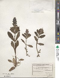 Ajuga genevensis image