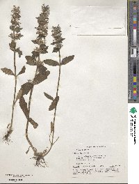 Ajuga genevensis image