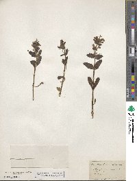 Ajuga genevensis image