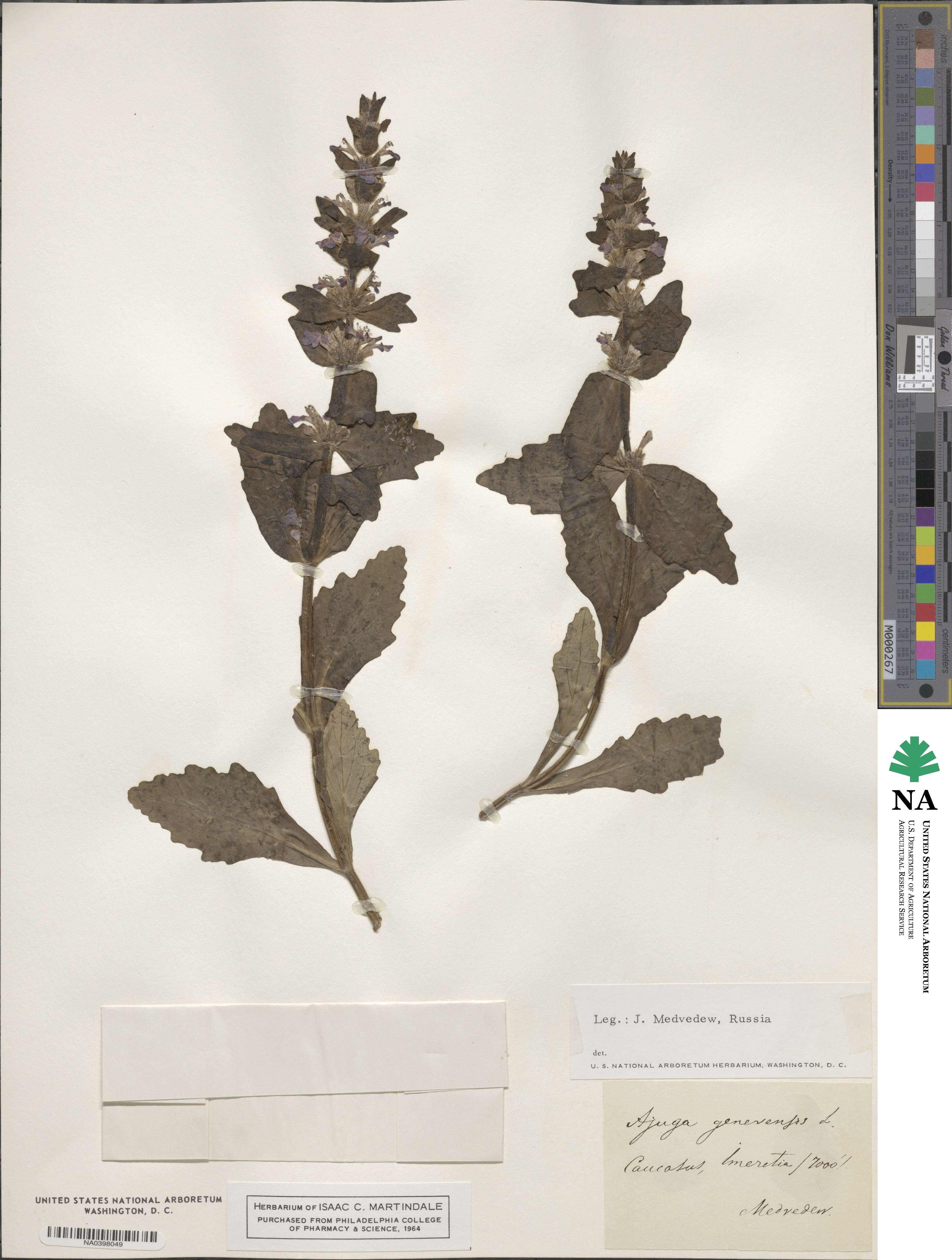 Ajuga genevensis image