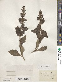 Ajuga genevensis image