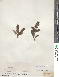 Ajuga genevensis image