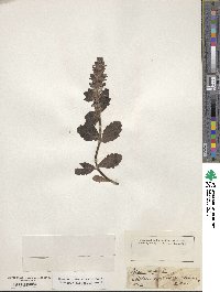 Ajuga genevensis image