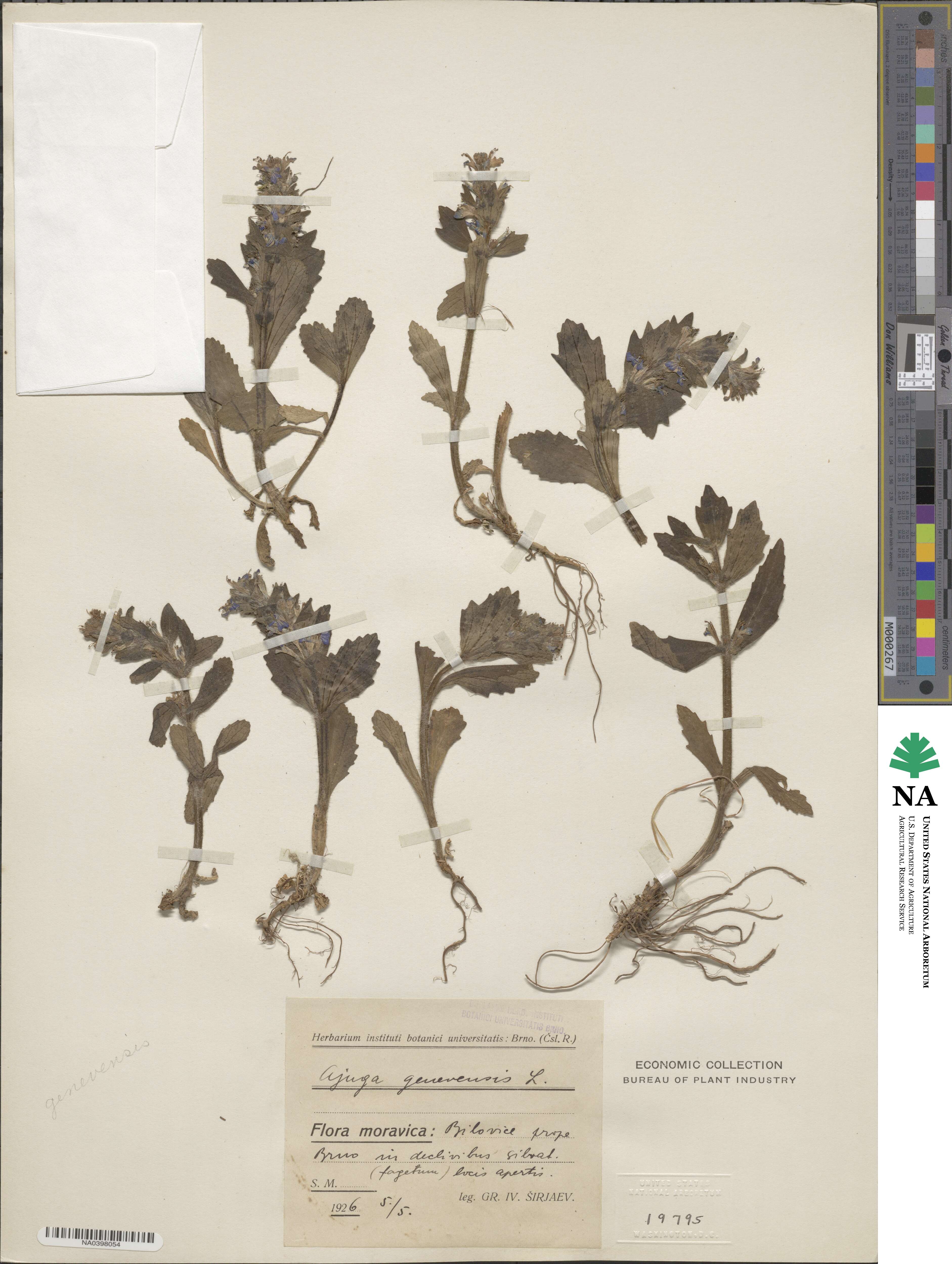 Ajuga genevensis image