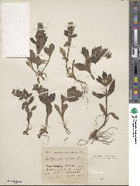 Ajuga genevensis image