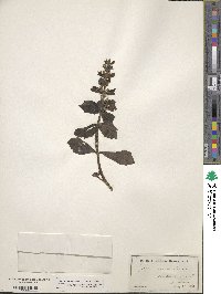 Ajuga genevensis image