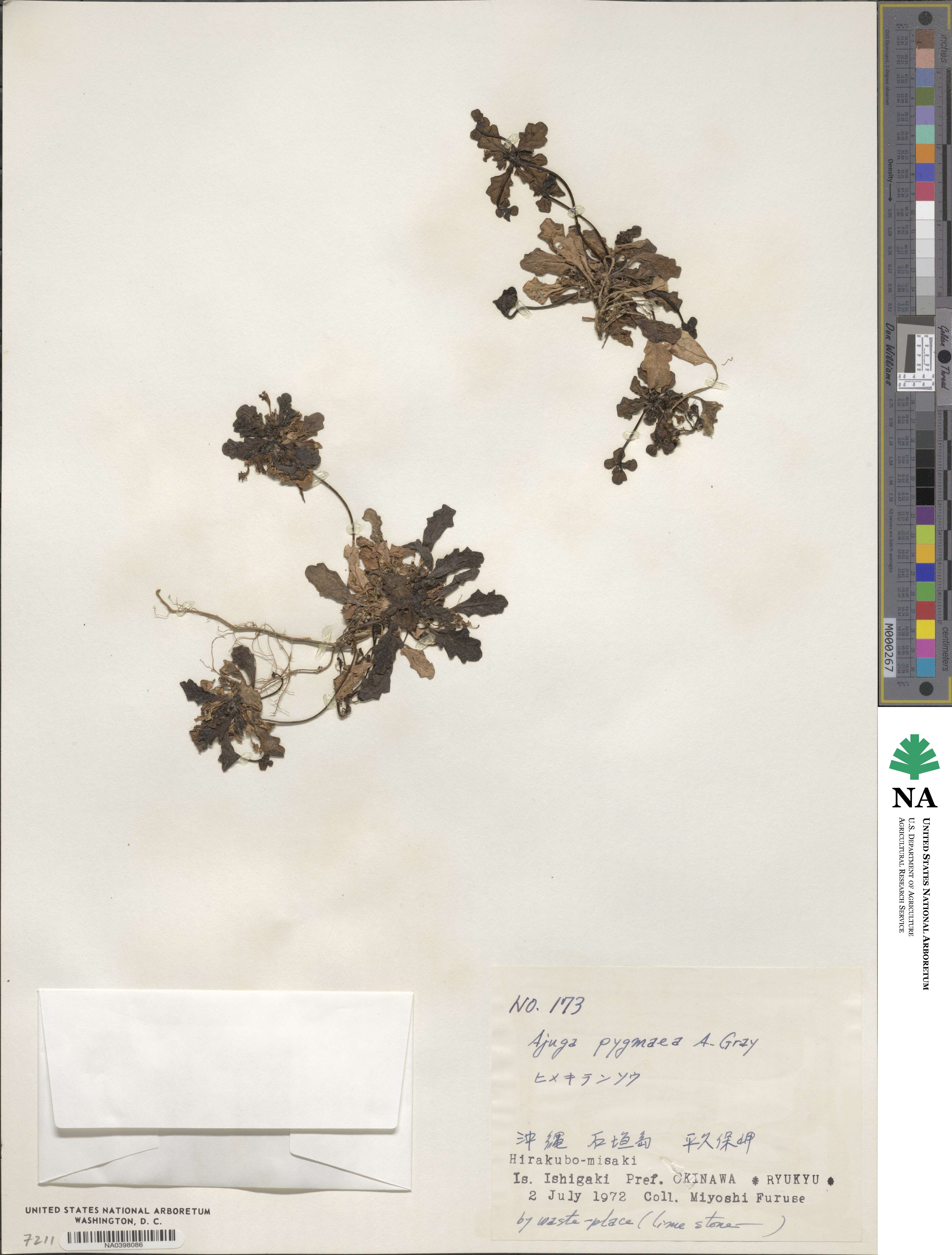 Ajuga pygmaea image