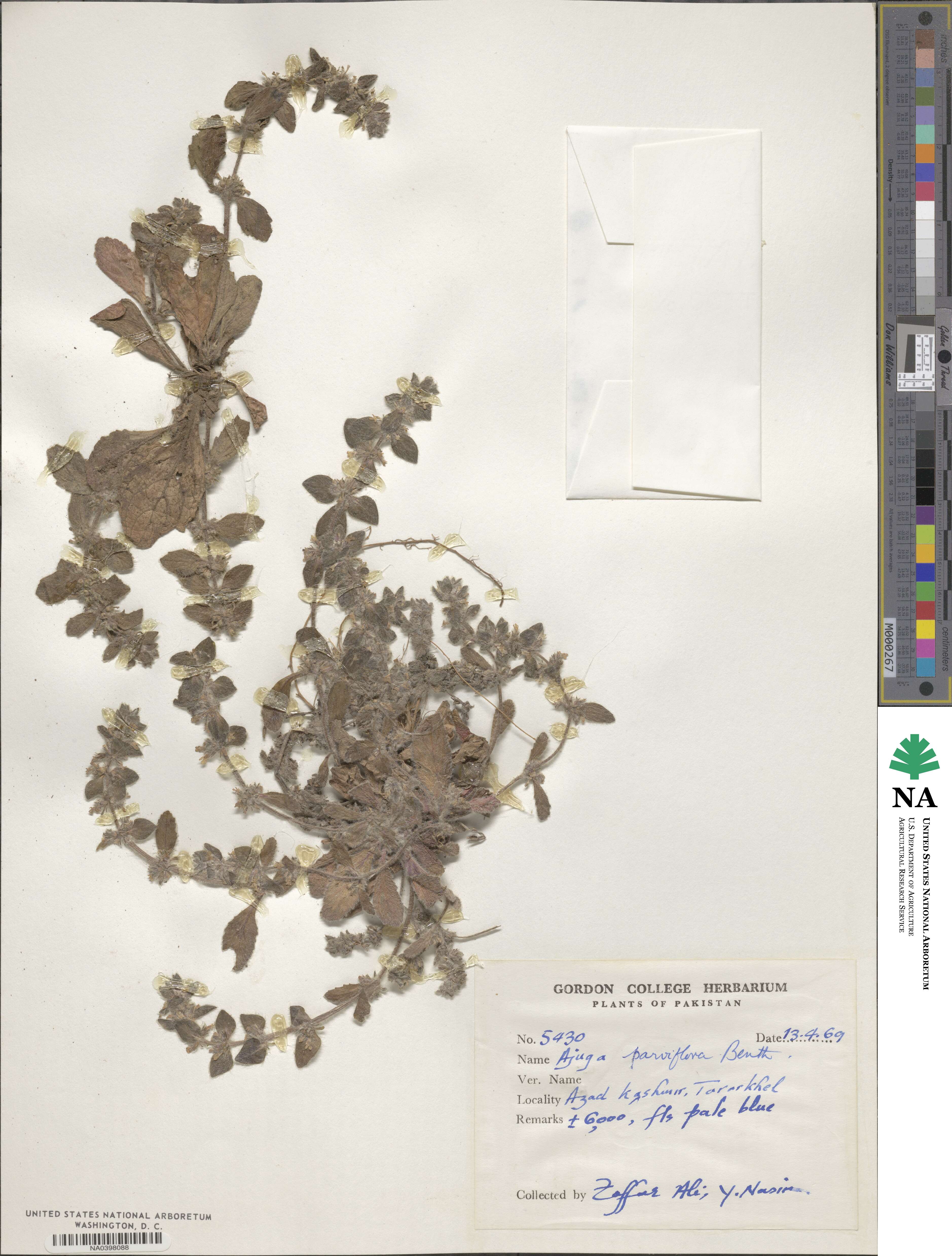 Ajuga parviflora image