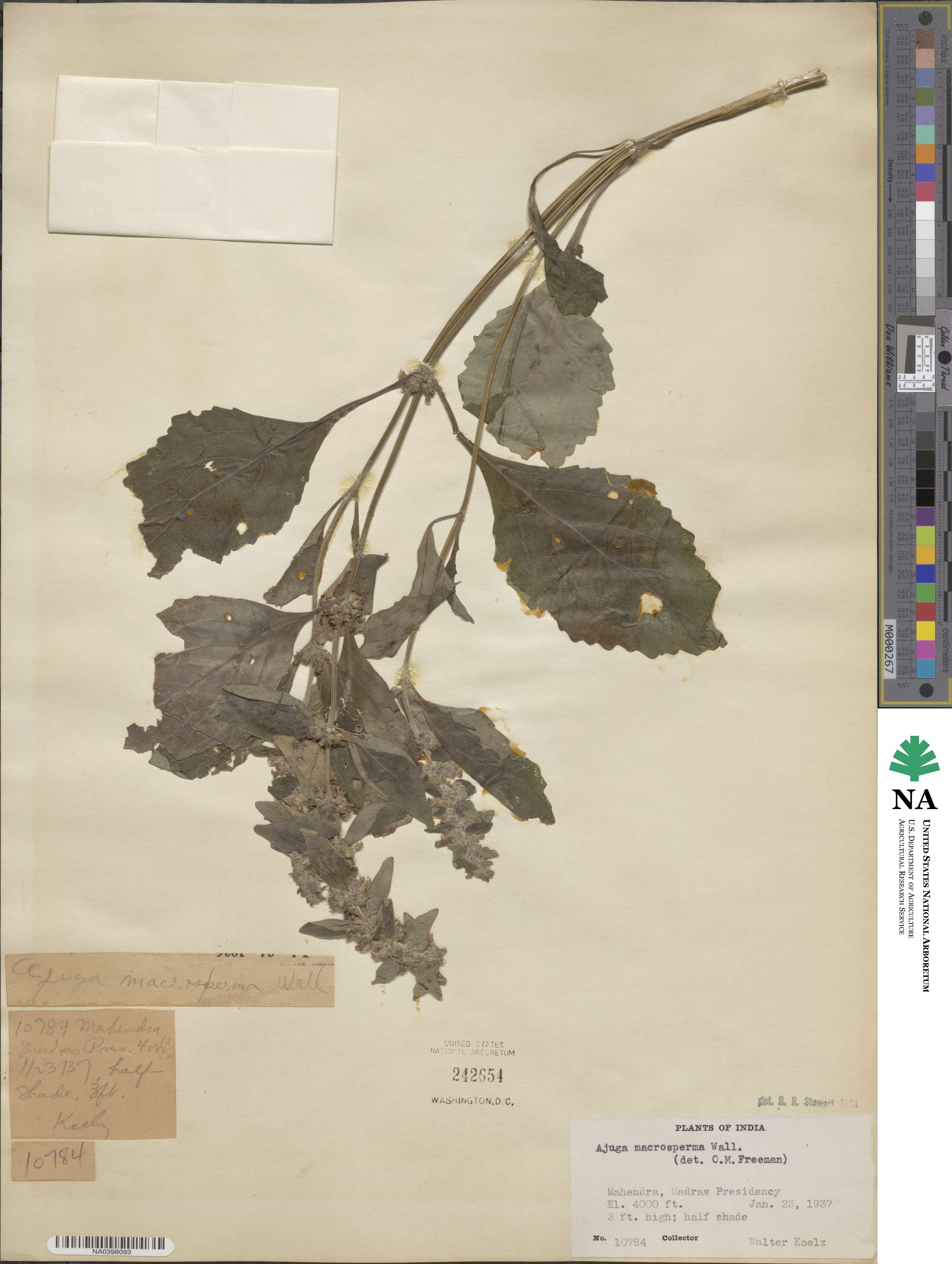 Ajuga macrosperma image