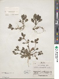 Ajuga decumbens image