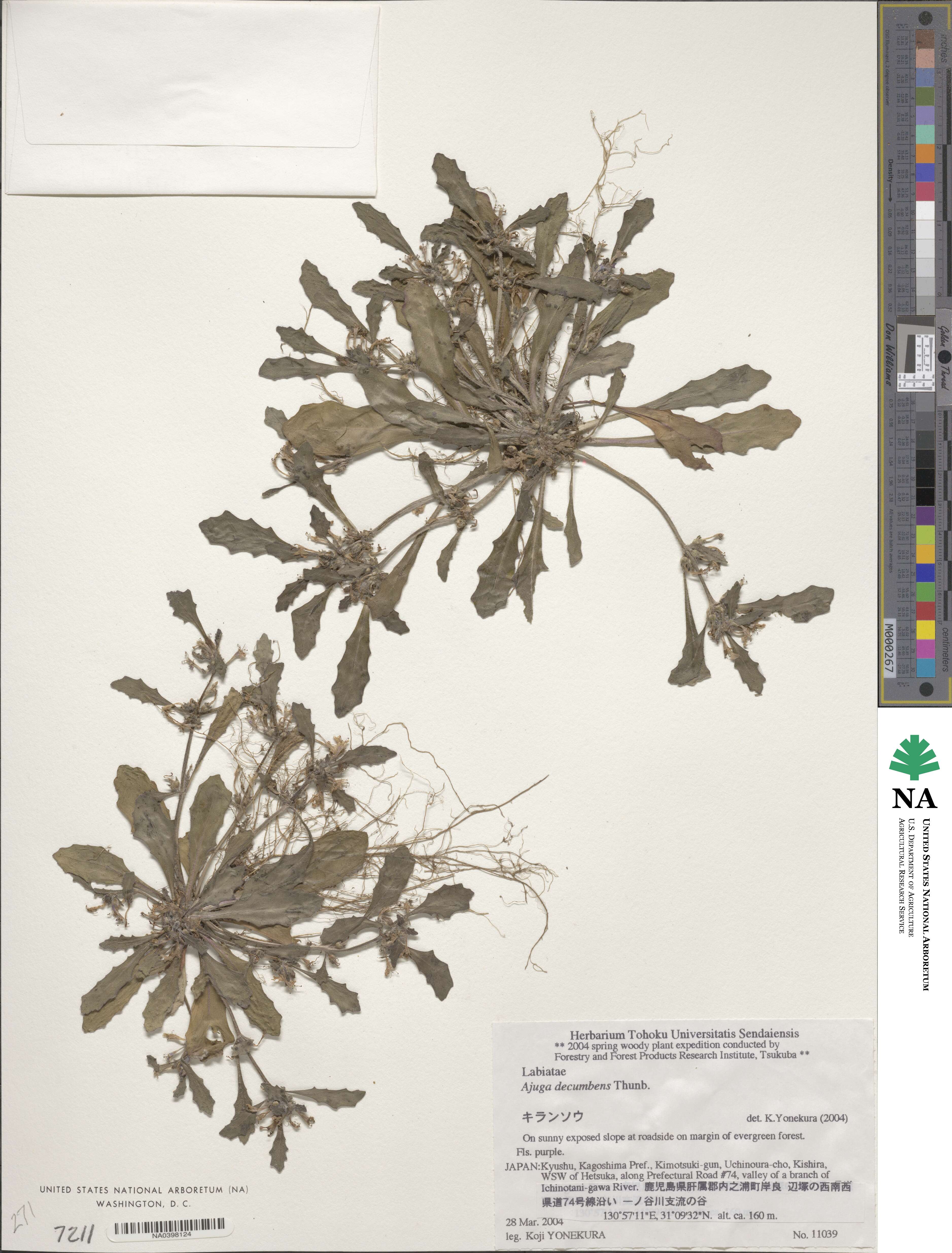 Ajuga decumbens image