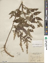 Teucrium canadense image