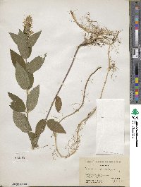 Teucrium canadense image