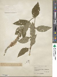 Teucrium canadense image