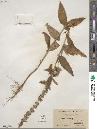 Teucrium canadense image