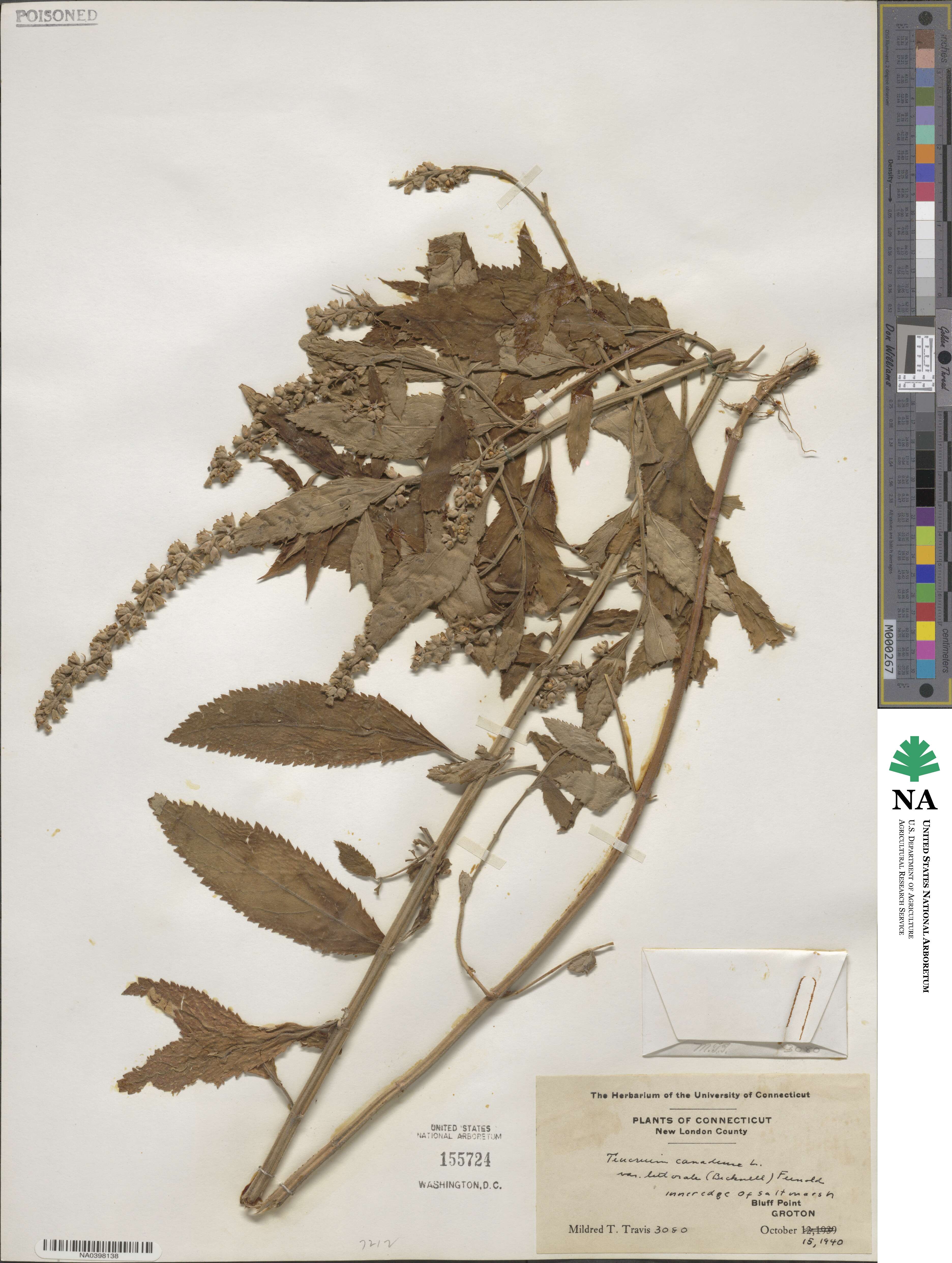 Teucrium image