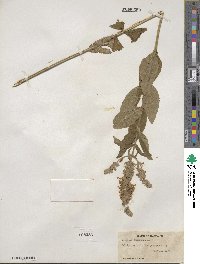 Teucrium canadense image