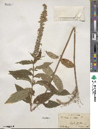 Teucrium canadense image